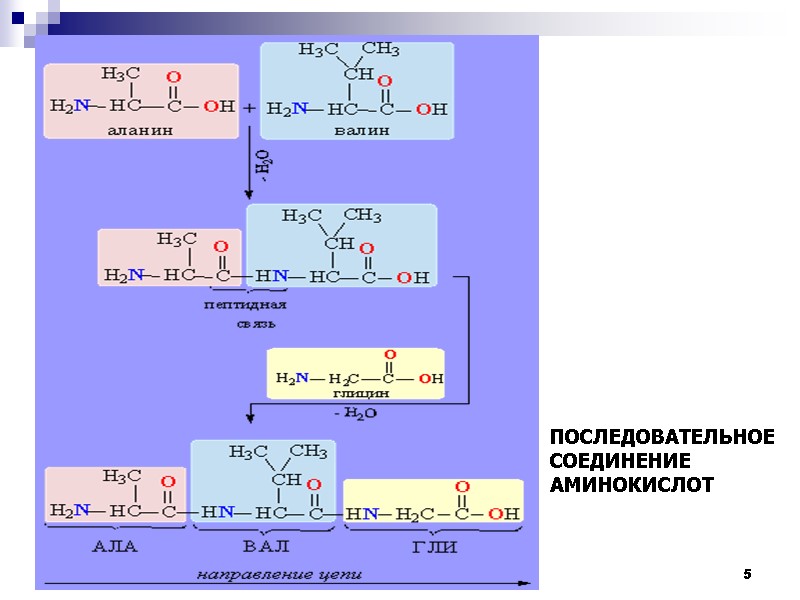 5 ПОСЛЕДОВАТЕЛЬНОЕ СОЕДИНЕНИЕ АМИНОКИСЛОТ